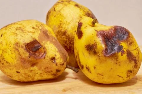 Three spoiled yellow pears lie on the wooden surface. Stock Photos