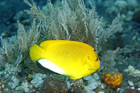 Three-Spot Angelfish Stock Photos