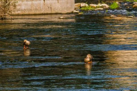 Three spot-billed ducks in a river Stock Photos