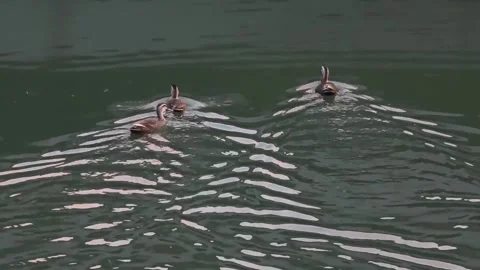 Three Spot-billed Ducks Swimming Across a Riverside Stream Stock Footage 339634143