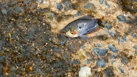 Three spot gourami fish in clear flowing water Stock Footage 288176932