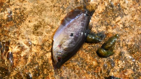 Three spot gourami fish in clear flowing water Stock-Footage 289192859