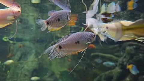 Three spot Gourami fish  Stock Footage 275511068