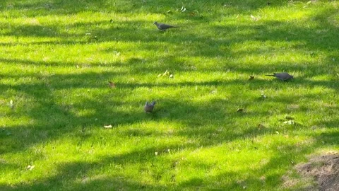 Three spotted doves on green grass with abstract shadow of tree branches Stock Footage 246871626