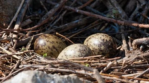 Three spotted eggs of black-headed gull lying in nest in spring nature Stock Photos