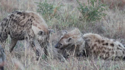 Three Spotted Hyenas Socializing and Playing in Dry Grass Stock Footage 341373202