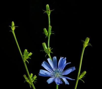 Three sprigs of chicory and one flower Stock Photos