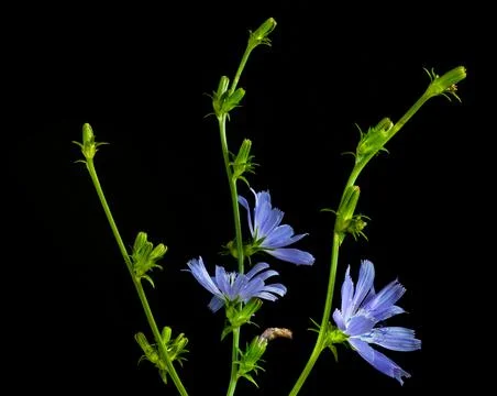Three sprigs of chicory Stock Photos