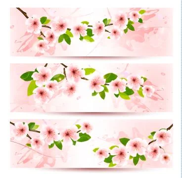 Three spring banners with blossoming sakura brunch with spring flowers. vecto Stock Illustration