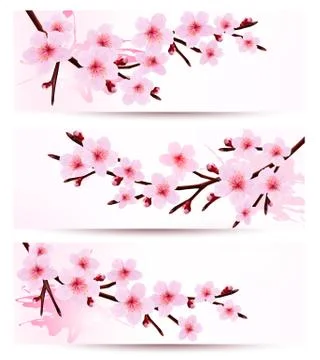 Three spring banners with blossoming sakura branches. vector illustration. Stock Illustration