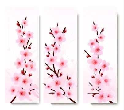 Three spring banners with blossoming sakura branches. vector illustration. Stock Illustration