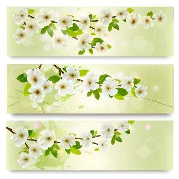 Three spring banners with blossoming tree brunch with spring flowers. vector Stock Illustration