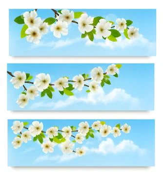 Three spring banners with blossoming tree brunch with spring flowers. vector  Stock Illustration