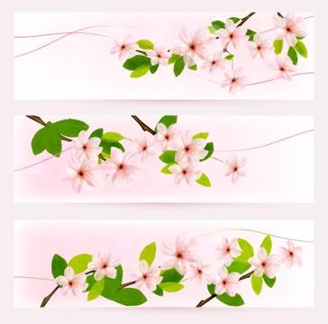 Three spring banners with blossoming tree brunch with spring flowers. vector. Stock Illustration