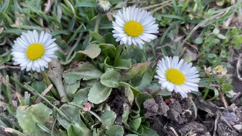 Three spring daisy flowers on a background of grass Stock Footage 304609361