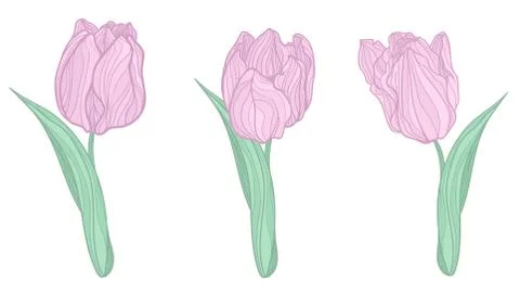 Three spring elegance tulips. Hand drawn, line art. all object are isolated. Illustrazione stock