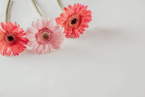 Three spring gerbera flowers on a table Stock Photos