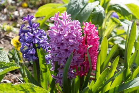 Three spring hyacinth flowers of different colors stretch to the sun Stock Photos