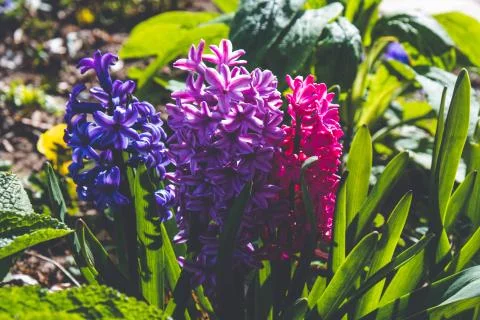 Three spring multicolored hyacinth flowers stretch to the sun Stock Photos