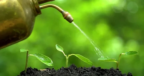 Three sprous grow on soil and man's hand watering from vintage pulverizer. Stock Footage 127747629