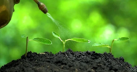 Three sprous grow on soil and man's hand watering from vintage pulverizer. Stock-Footage 127747642