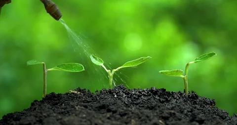 Three sprous grow on soil and man's hand watering from vintage pulverizer. Stock-Footage 127747649