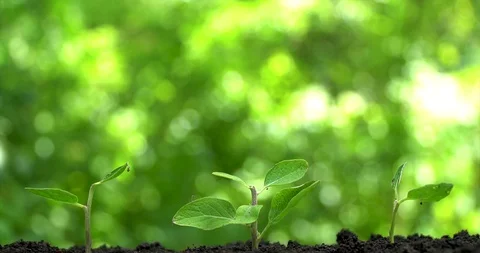 Three sprout grow on soil and man's hand watering them from vintage pulverizer. Stock Footage 127747527