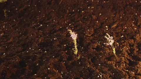 Three sprouts of grass with lilac flowers grow out of the ground. Spring fun Stock Footage 241667577