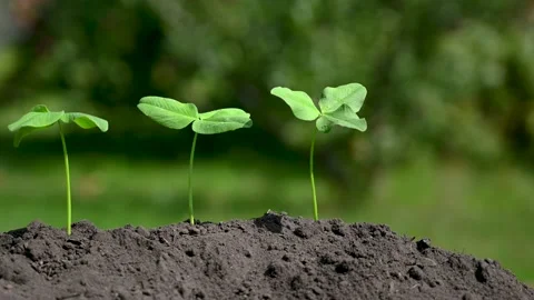 Three sprouts grow in ground Stock Footage 138025870