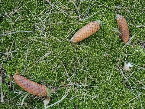 Three spruce cones fallen from the tree on the mossy forest floor. Stock Photos