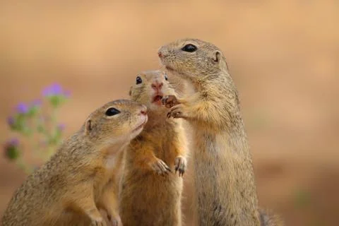 Three squirrel in wild nature Stock Photos
