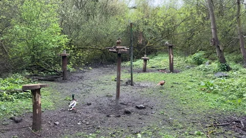 Three squirrels, duck couple and pheasant at bird feeding station. Stock-Footage 333501172