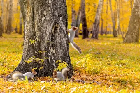 Three squirrels running through a tree in an autumn park Stock Photos