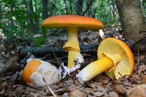 Three stadium of Caesar's mushroom Stock Photos