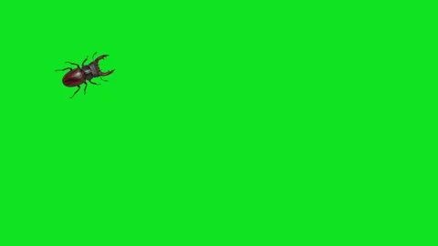 Three stag beetles with large mandibles walk across a green screen background Stock Footage 339174129