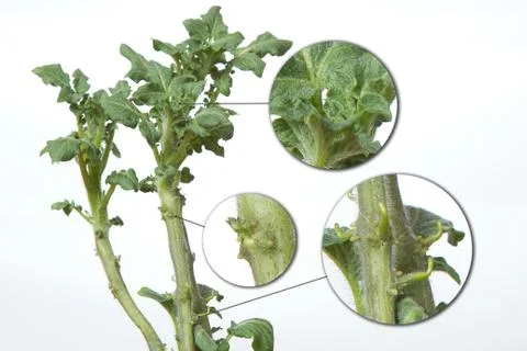 Three stages of the development of the potato sprout Stock Photos