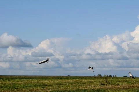 Three stages of take off Stock Photos