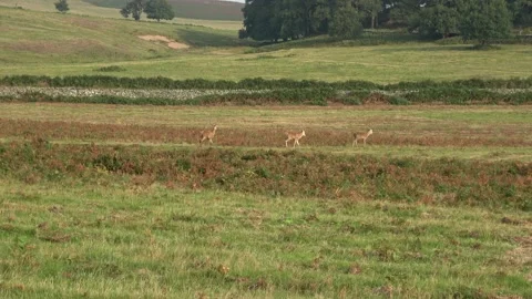 Three Stags Walking in a Line Vídeo Stock 139475032