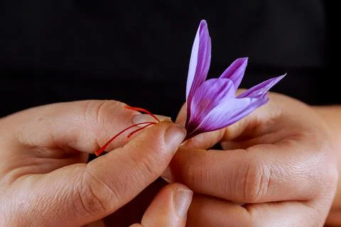 Three stamens in each saffron crocus. Selection of stamens from a saffron flo Stock Photos