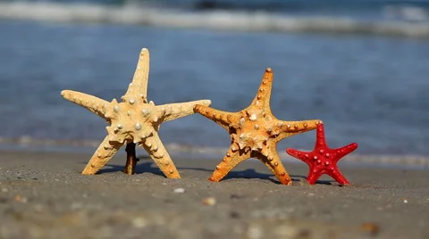 Three starfish on the beach 스톡 동영상 42045449