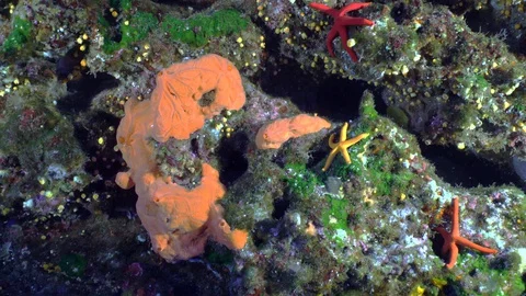 Three starfish Echinaster sepositus in different color 스톡 동영상 127977699