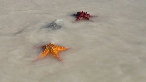 Three starfish on shore at beautiful beach on sunny day,a wave overwhelms Stock Footage 266913703