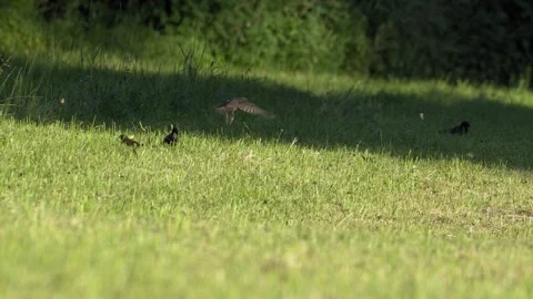 Three Starlings Taking Off Sequentially - 4K Macro Slow Motion Vídeos de archivo 335702791