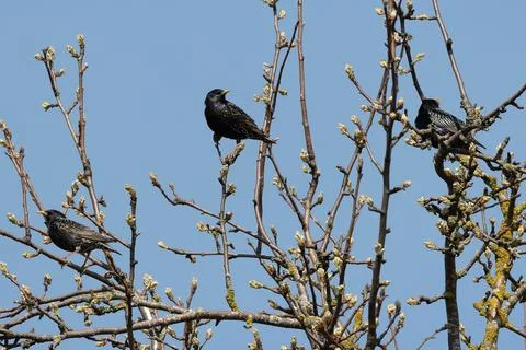 Three starlings on a tree in spring Stock Photos