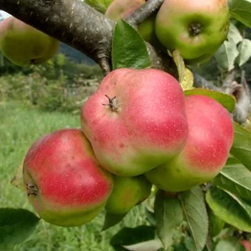 Three Starry Red Api Apples Close-Up Stock Photos