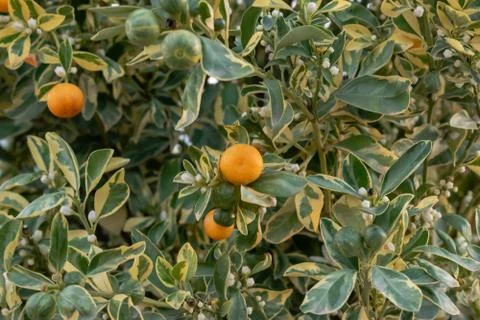 Three States of tangerine on  branch flower green orange Stock Photos