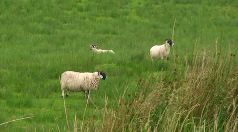 Three static sheep standing while chewing grass in their mouths Stock Footage 39654513