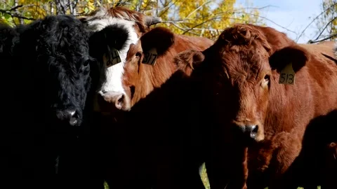 Three Steers in the Fall Stock Footage 153240065