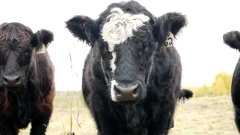 Three Steers Looking at Cam Stock Footage 153240083