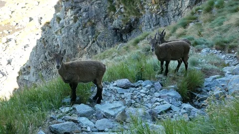 Three steinbocks looking at the camera. Stock Footage 79649958